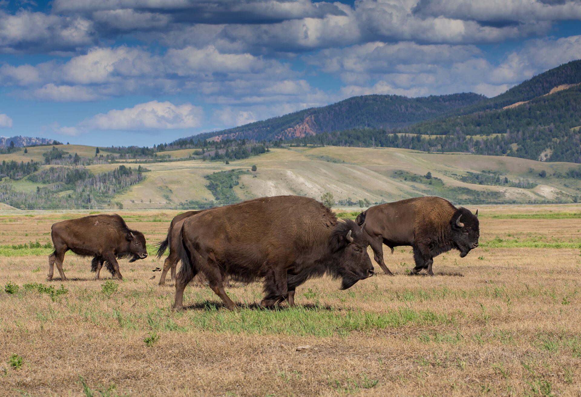 American Bison, Wyoming American Bison, Wyoming